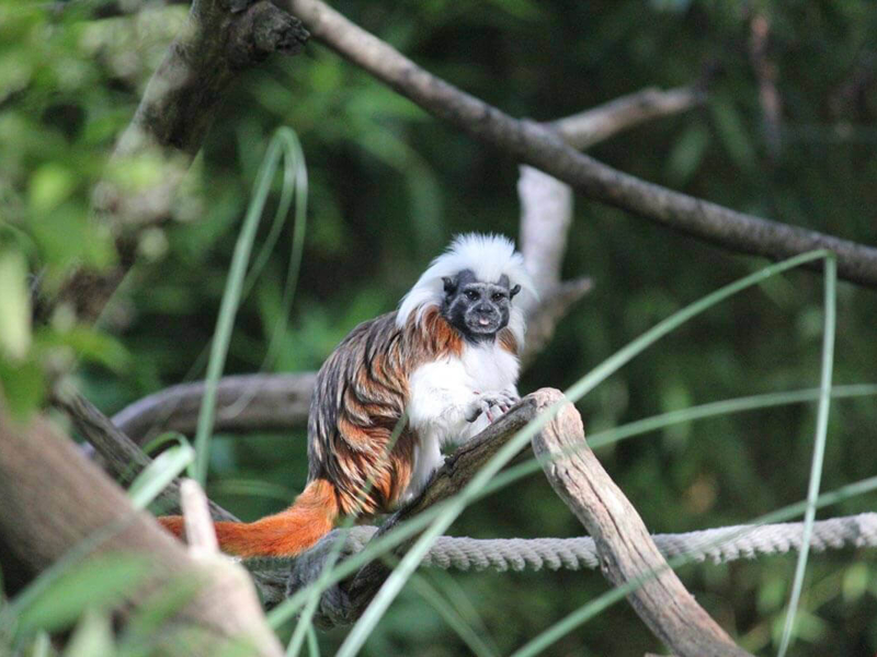 Tierpark Herberstein & weitere Ausflugsziele in Bad Loipersdorf Umgebung - DAS SONNREICH****